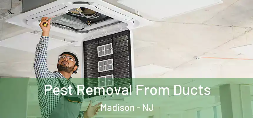  Pest Removal From Ducts Madison - NJ