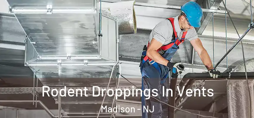  Rodent Droppings In Vents Madison - NJ